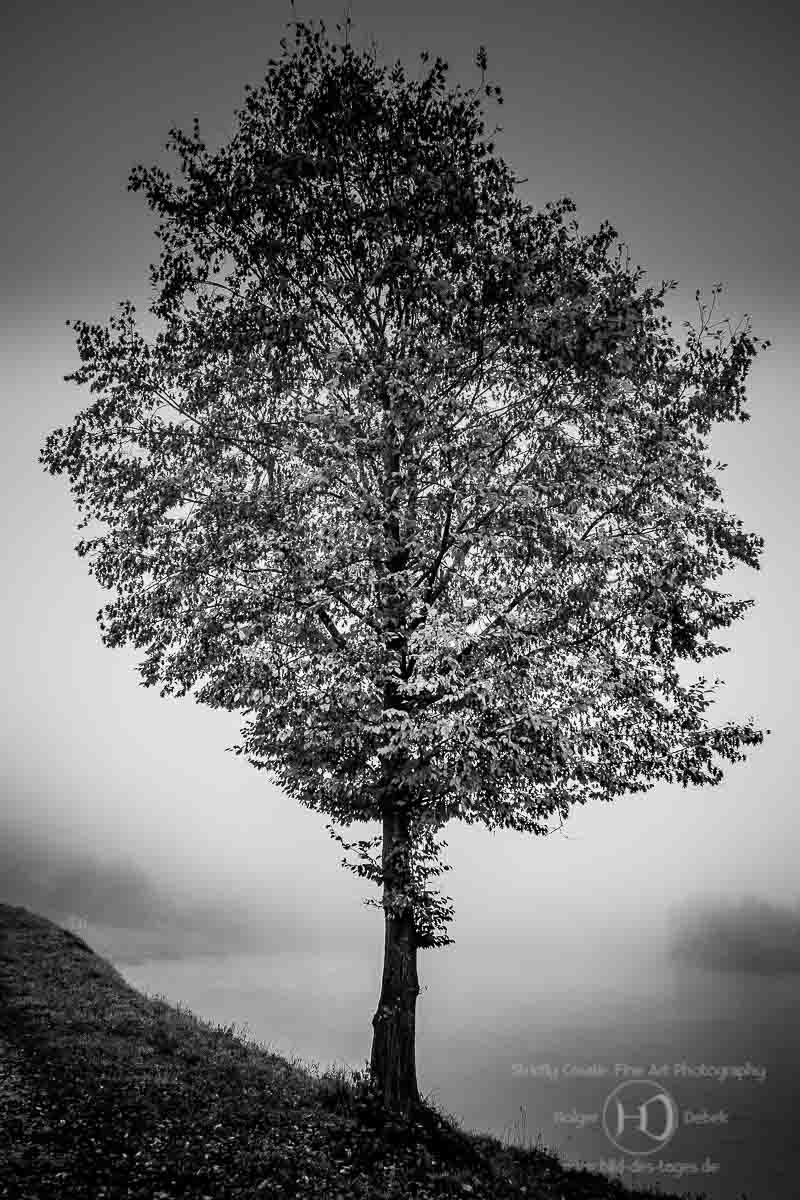 Baum am Inn