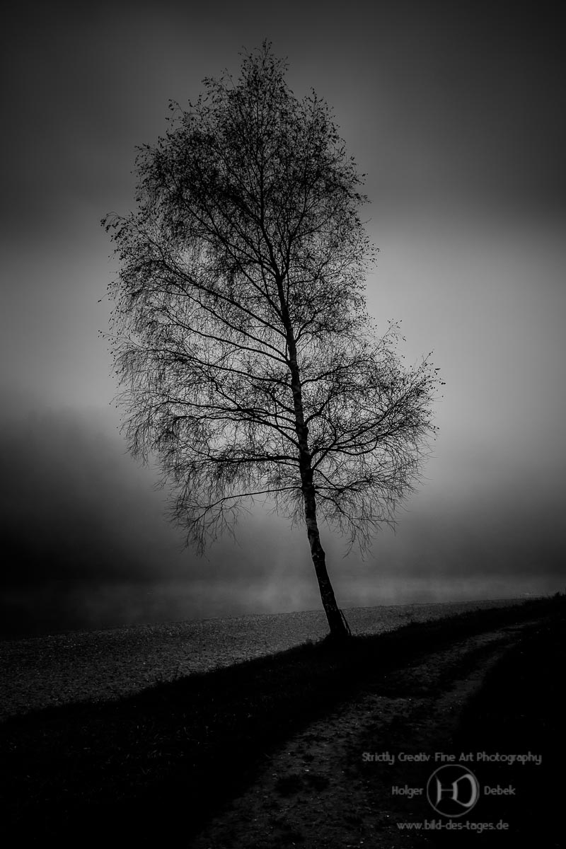Baum vor Nebel