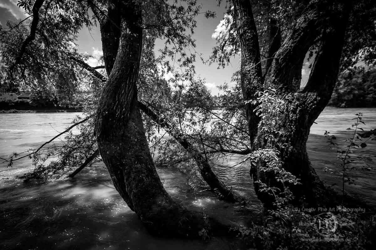 Baum unter Wasser