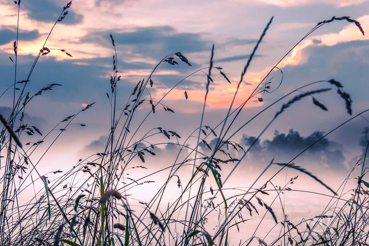 Gräser und Nebel am Inn