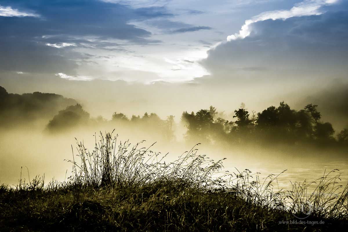 Gräser vor Nebel