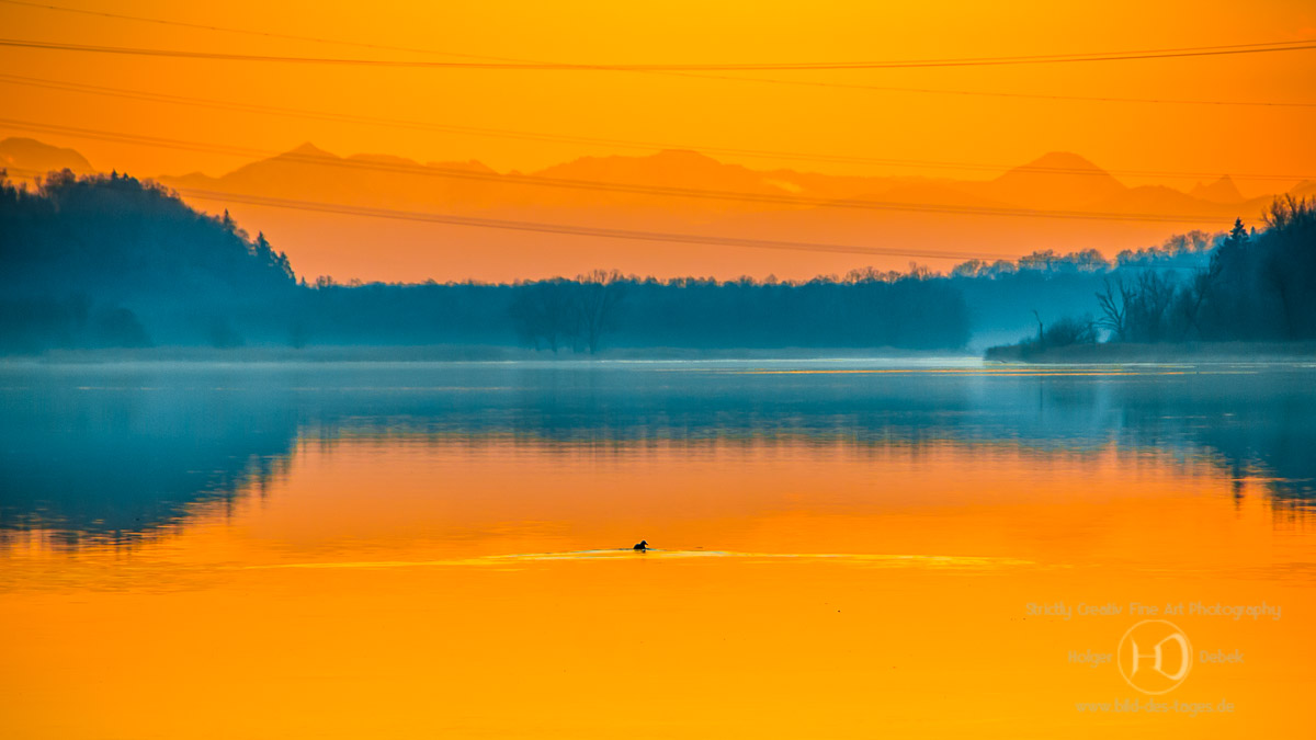 Ente auf dem Inn zum Sonnenuntergang