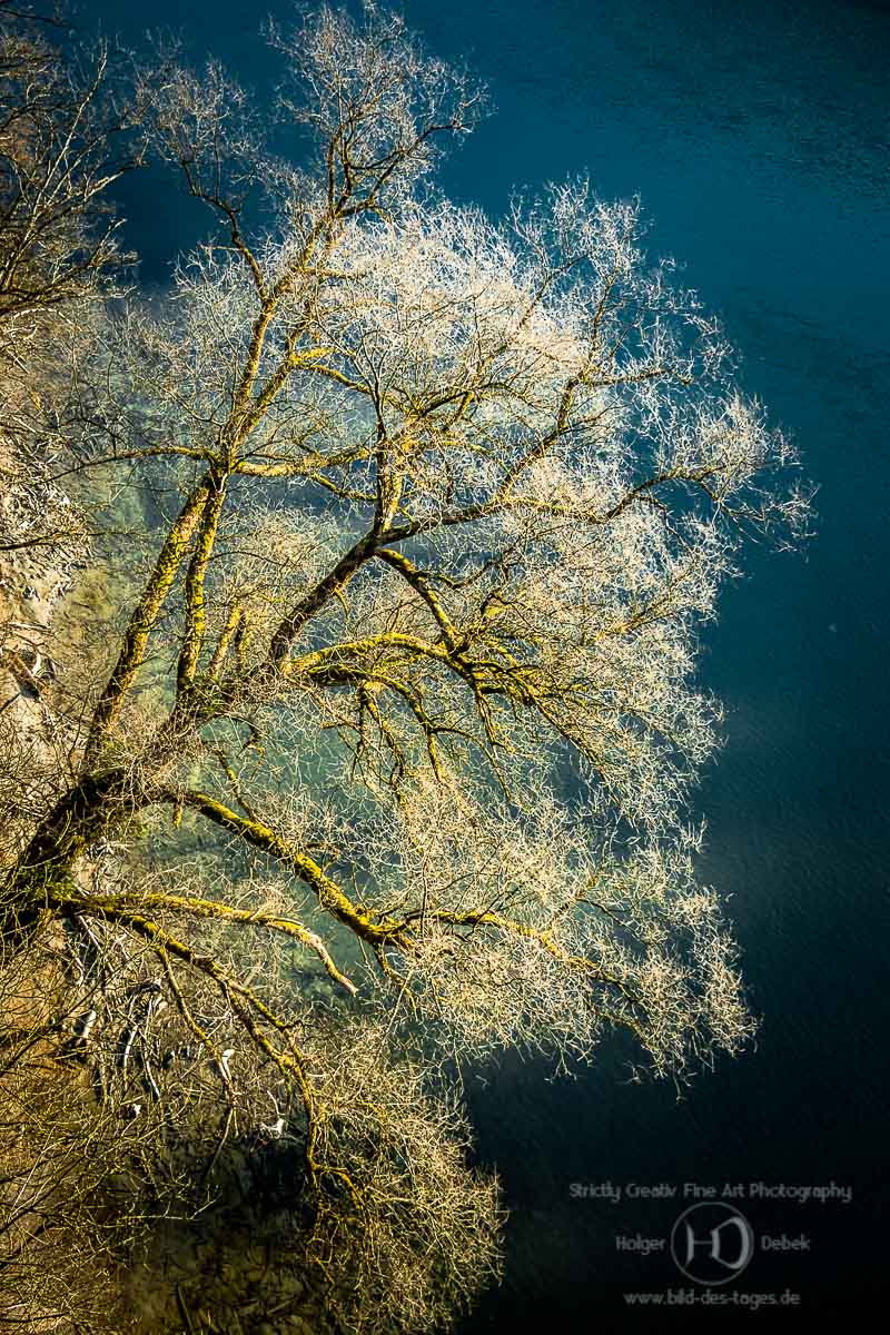 Baum am Inn